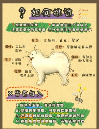 萨摩耶狗狗怎么养？萨摩耶狗狗养狗主人有事出门,狗狗三天能饿坏吗?（最新）