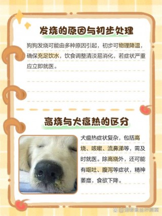狗狗发烧有什么表现？狗狗发烧有什么状况（最新）