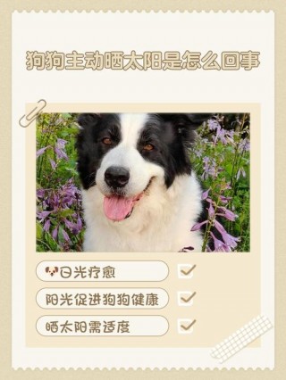 狗狗晒太阳的好处，狗狗晒太阳的好处与功效与作用？