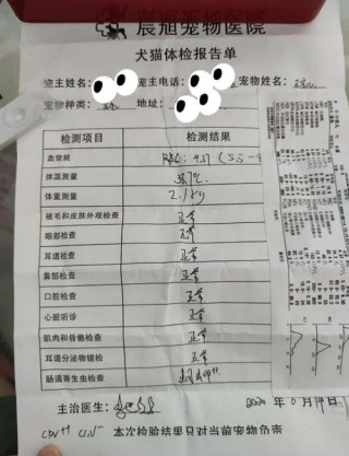 没钱给狗狗治病怎么办，没钱给狗狗买狗粮怎么办？