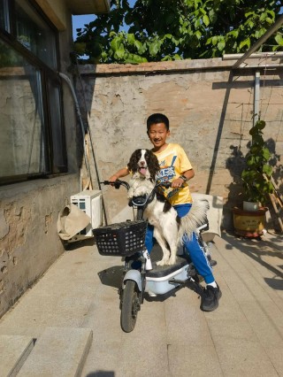 怎么教狗狗坐电动车？如何让狗狗学会坐电动车（最新）