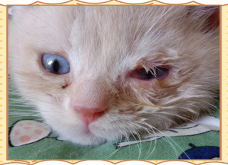 小猫咪眼睛流脓怎么办？小猫咪眼睛一直流脓水怎么回事?（最新）