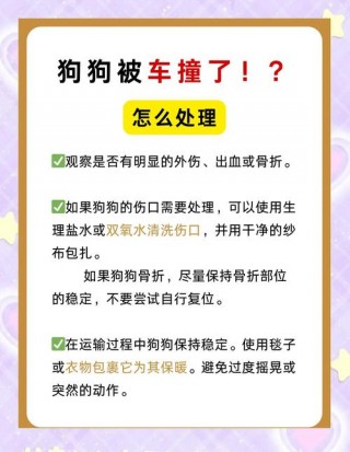 狗狗被车撞了怎么办，（狗狗被车撞了有什么症状）