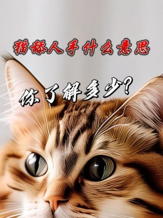 为什么猫咪喜欢舔人手？为什么猫咪喜欢舔你的手（最新）