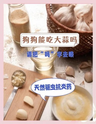 狗狗可以吃大蒜吗，（狗狗可以吃大蒜吗为什么）