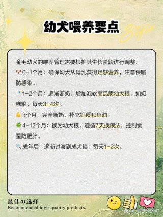 金毛狗狗怎么养，金毛狗如何养？