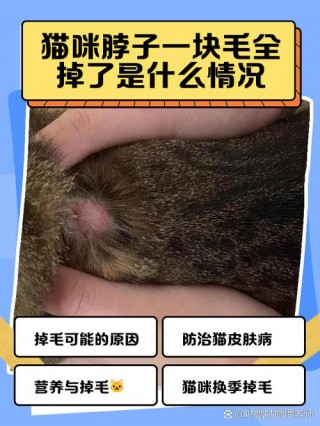 猫咪脱毛是怎么回事？猫咪脱毛是什么病（最新）
