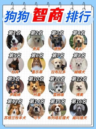 什么品种的狗狗最聪明，哪些品种的狗最聪明？