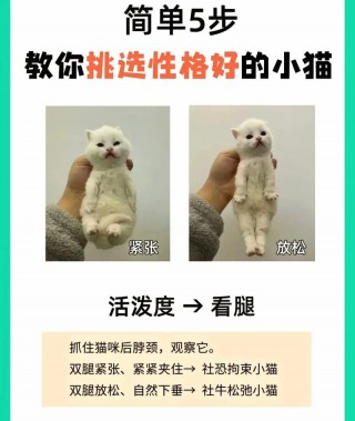 两个月大的猫咪怎么养，（两个月大的猫咪怎么养才会胖）