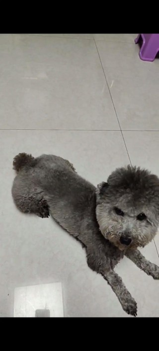 宠物狗狗名字大全泰迪，（好听的狗名字泰迪）