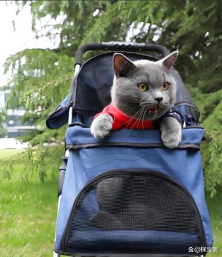 猫咪可以上火车吗，猫允许上火车吗？