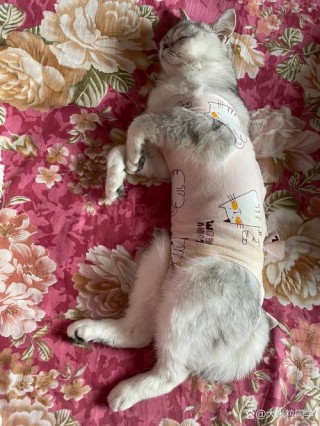 猫咪绝育后几天拆线？猫猫绝育几天拆线（最新）