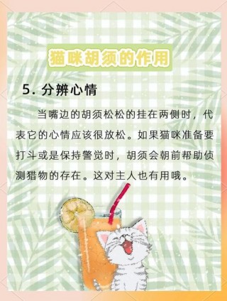 猫咪的胡须有什么作用？猫咪的胡须掉了寓意着什么（最新）