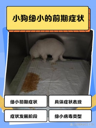 狗狗得细小有什么症状，（细小吃土霉素还是庆大霉素）