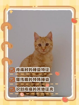 猫咪难受的姿势，（猫咪难受时的表现）