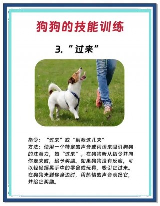 训练狗狗的基本动作，训练狗狗的基本动作都有什么？
