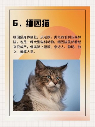 世界上最美的猫咪，世界上最美的猫咪是谁？