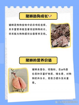 狗狗吃猪肺有什么好处？狗狗吃猪肺有什么好处和坏处吗（最新）