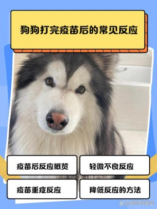 狗狗感冒了可以打疫苗吗？狗狗感冒了可以打疫苗吗?（最新）