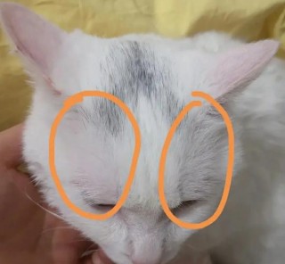 猫咪眼睛上面毛少，猫咪眼睛毛少部位有黑点？