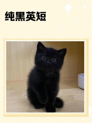 全黑的猫咪是什么品种，全黑的宠物猫有哪些？