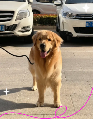 狗狗可以吃穿心莲吗，狗狗能不能吃穿心莲？