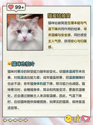 猫咪为什么喜欢钻被窝？为什么猫喜欢钻被窝,还在被窝里游走（最新）