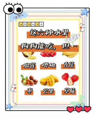泰迪狗狗可以吃什么水果？泰迪狗狗可以吃什么水果蔬菜（最新）