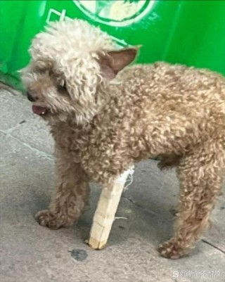 狗狗瘸了一只脚怎么办？狗狗瘸了一只脚怎么办视频（最新）