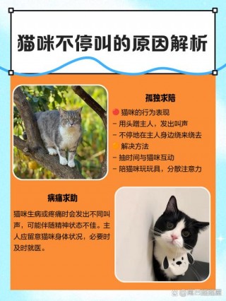 猫咪不爱叫是什么性格？猫特别不爱叫（最新）