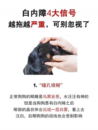 狗狗白内障怎么引起的，（狗狗白内障引起的眼镜红怕光风吹会留泪水怎么办）