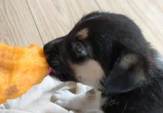 狗狗能吃黄桃吗，（狗狗能吃黄桃吗会死吗）