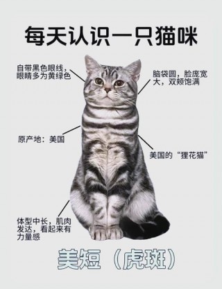猫咪养公的好还是母的好，养猫咪养公的母的好？