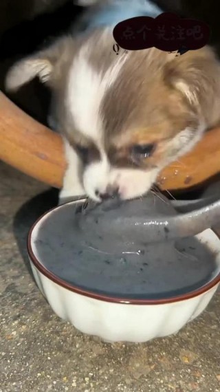 狗狗可以吃芝麻酱吗，狗狗可以吃芝麻酱吗泰迪？