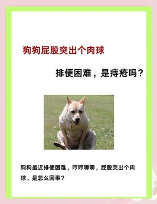 狗狗得痔疮怎么办，（狗狗得痔疮是什么症状?）