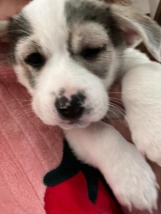 狗狗过敏打什么针，（狗狗打完过敏针多久有效果）