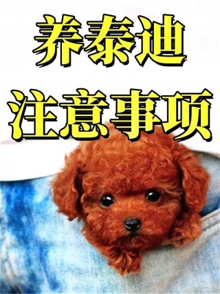 四十天的狗狗怎么喂养，四十天左右的狗狗吃什么？