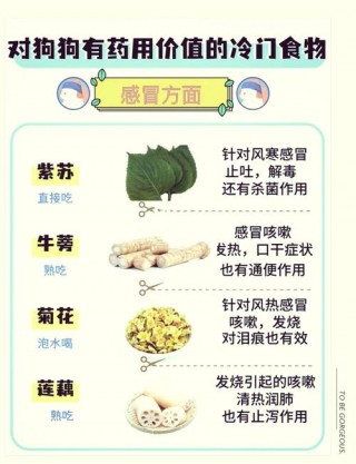 狗狗感冒不吃东西怎么办？狗狗感冒不吃东西怎么办可以强行喂食（最新）