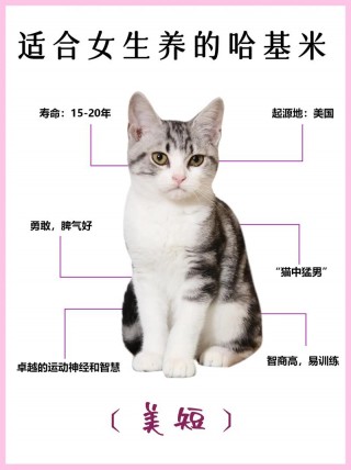 普通猫咪多少钱一只，（一般的猫咪多少钱一只）