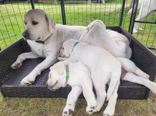 狗狗多久生第二只，（狗狗多久生第二只小狗）