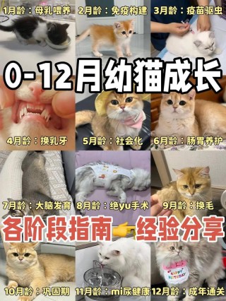 小猫咪几个月断奶？小猫几个月断奶啊（最新）
