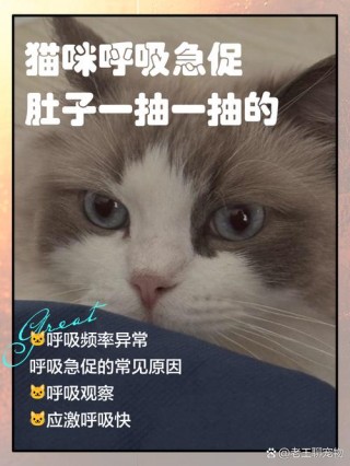 猫咪喘气肚子一抽一抽的，（猫咪喘气肚子一抽一抽的解决方法）
