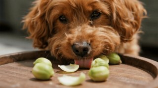 狗狗可以吃新鲜莲子吗，（狗可以吃莲子么）