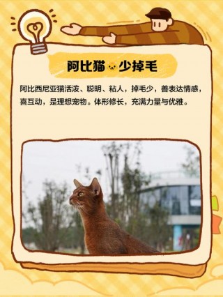什么品种的猫咪不掉毛？有什么品种的猫不掉毛（最新）