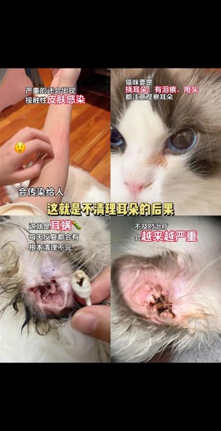 猫咪耳朵有点烫，（猫咪耳朵有点烫正常吗）