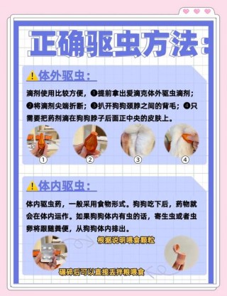 狗狗多久驱虫一次合适，多久给狗狗驱虫一次？