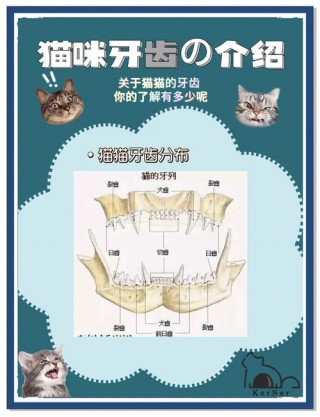 猫咪换牙是几个月？猫咪换牙几个月了（最新）