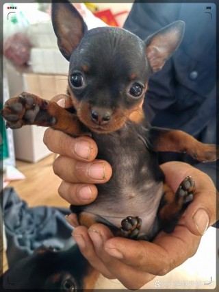 狗狗可以吃苹果皮吗，小狗狗能不能吃苹果皮？