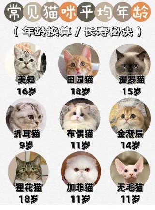 猫咪成年是多大？猫成年了多大（最新）