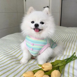 什么狗狗长不大，什么狗狗长不大又聪明？